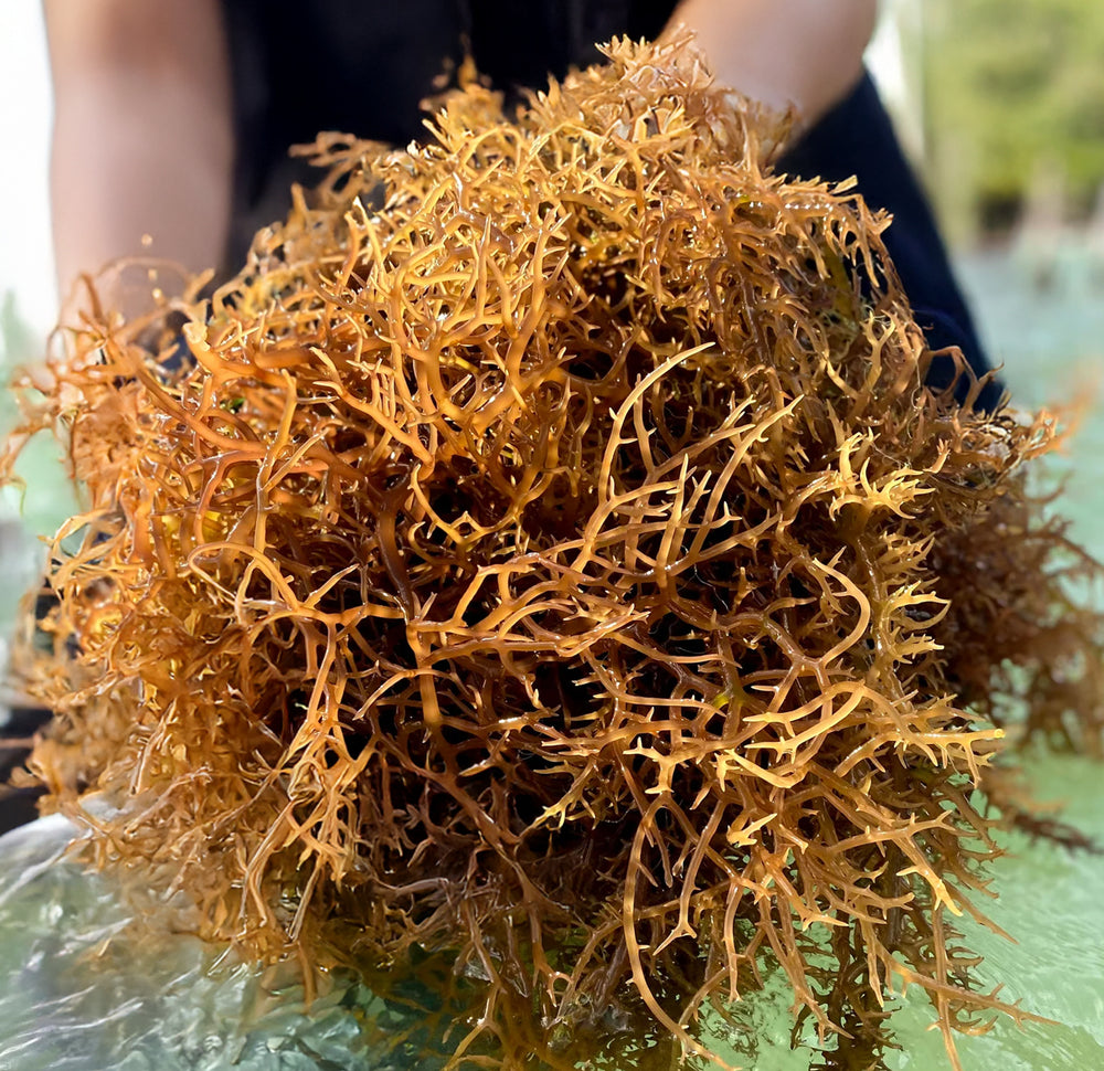 92 minerals in wildcrafted sea moss gel Pure La Vie Herbals Saint Lucia natural wellness